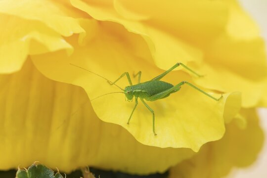 Speckled bush cricket (Leptophyes punctatissima) adult insect on a yellow Rose flower, Suffolk, England, United Kingdom