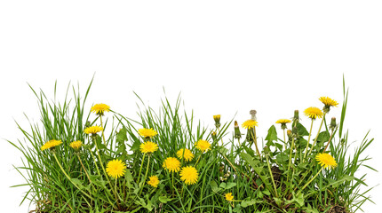 Vibrant yellow dandelion flowers blooming in a lush green meadow isolated on white background © Ophelia
