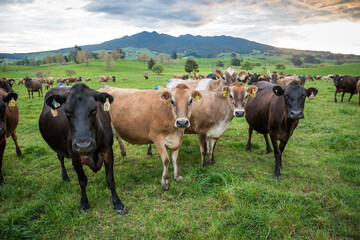 Rural scene, Herd of Jersey and Jersey cross dairy cows grazing in green grass © Nathan McClunie