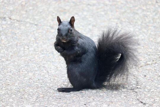 Black Squirrel Standing on a Paved Surface