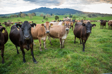 Rural scene, Herd of Jersey and Jersey cross dairy cows grazing in green grass © Nathan McClunie