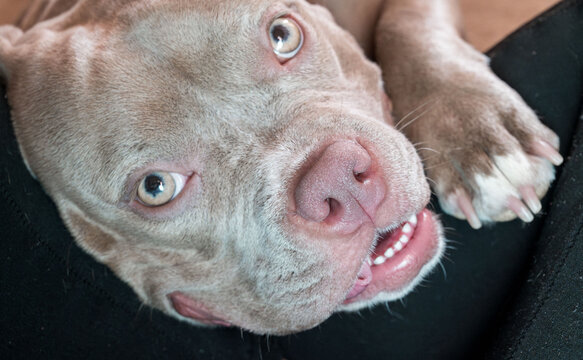 Closeup portrait of an American Bully dog looking into the camera with a funny facial expression