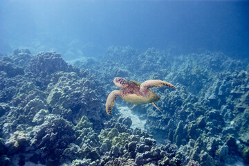 Green sea turtle swimming above a coral reef near the coast of Hawaii © willtu