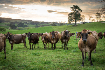Rural scene, Herd of Jersey and Jersey cross dairy cows grazing in green grass © Nathan McClunie