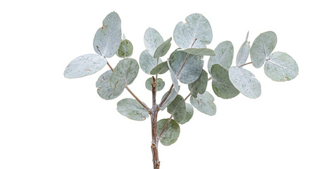 Fresh eucalyptus branch with round silver green leaves isolated on a clean white background © Ophelia
