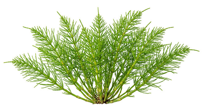 Vibrant green horsetail plant isolated on a clean white background for botanical design projects