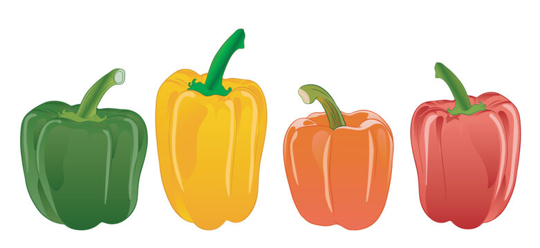 Set of four bell peppers. Green, yellow, orange, and red bell peppers. Transparent background.