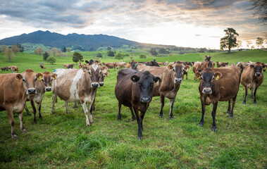 Rural scene, Herd of Jersey and Jersey cross dairy cows grazing in green grass © Nathan McClunie
