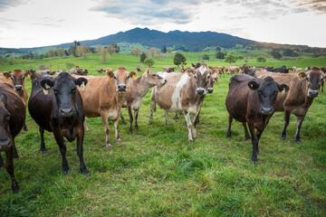 Rural scene, Herd of Jersey and Jersey cross dairy cows grazing in green grass © Nathan McClunie