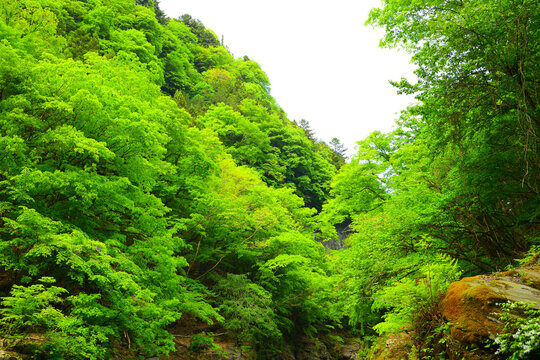 三峰登竜渓_埼玉県秩父市大滝
