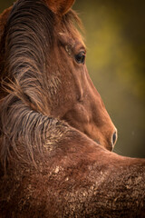 Schmutziges Pferd im Herbst © Nadine Haase