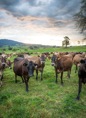 Rural scene, Herd of Jersey and Jersey cross dairy cows grazing in green grass © Nathan McClunie