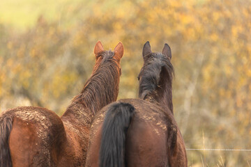 Schmutziges Pferd im Herbst © Nadine Haase