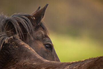 Schmutziges Pferd im Herbst © Nadine Haase