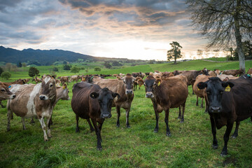 Rural scene, Herd of Jersey and Jersey cross dairy cows grazing in green grass © Nathan McClunie