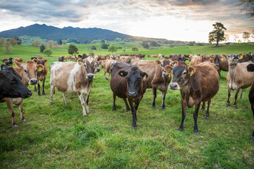 Rural scene, Herd of Jersey and Jersey cross dairy cows grazing in green grass © Nathan McClunie
