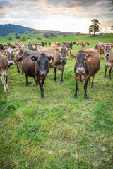 Rural scene, Herd of Jersey and Jersey cross dairy cows grazing in green grass © Nathan McClunie