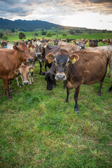 Rural scene, Herd of Jersey and Jersey cross dairy cows grazing in green grass © Nathan McClunie