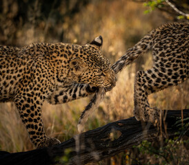 Two African leopards playing on a tree in Namibia © janne