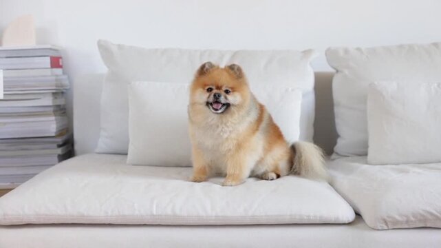 Small Fluffy Pomeranian Dog Sitting on a White Sofa Indoors