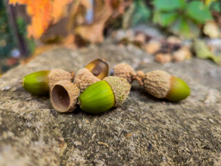 Green and brown acorns with scaly caps lie together on a rough gray stone, softly blurred autumn leaves in orange and green behind, fall nature macro, grainy film texture, high quality photo © Татьяна Швец