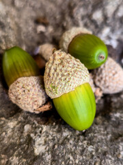 Green and brown acorns with scaly caps lie together on a rough gray stone, softly blurred autumn leaves in orange and green behind, fall nature macro, grainy film texture, high quality photo © Татьяна Швец