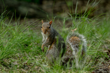 squirrel in the park © Christos