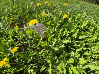 Vibrant yellow dandelion flowers (Taraxacum officinale) blooming in lush green grass near a weathered wooden log, showcasing spring nature, botany, wild herbal flora, and sunny outdoor meadow detail. © Bediha Duru Öksüz