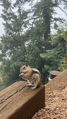 squirrel in the woods © Zhadra