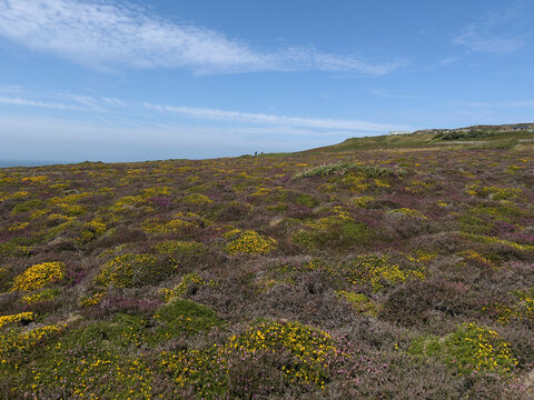 Anglesey, Wales: Coastal heathland covered with flowering yellow gorse and purple heather stretches up a gentle slope beneath a blue sky with thin cloud, with two distant figures and a building on the