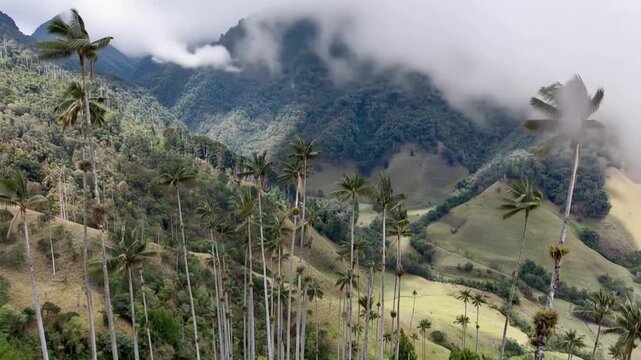Cocora Valley with Giant Wax Palms Rising across Andean Mountain Slopes in Salento, Colombia. Time Lapse. Establishing Shot.