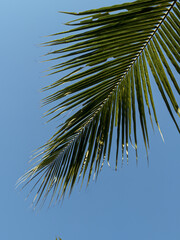 coconut palm tree © ENJE ptgrph