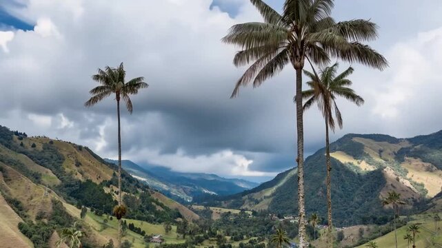 Quindio Wax Palm Ceroxylon quindiuense Growing on High Altitude Mountain Slopes. Time Lapse. Establishing Shot.