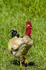 a rooster with a bare neck and head, which appears to be a Naked Neck chicken (often called a Turken) © antasfoto