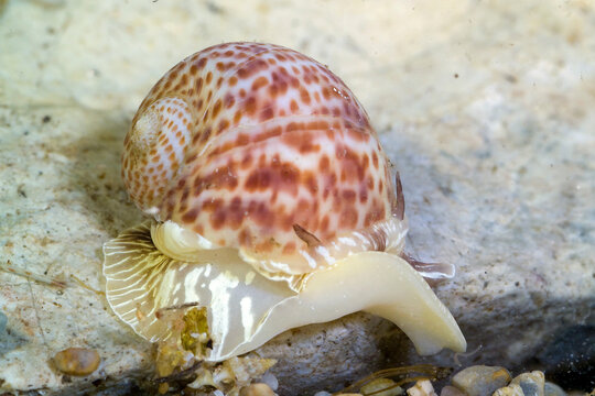 Naticarius hebraeus (commonly known as the Hebrew moon snail), a species of predatory sea snail belonging to the family Naticidae.. Porto Conte, Alghero, Sardinia