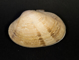 Ruditapes decussatus (grooved carpet shell) © antasfoto