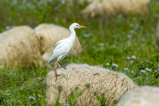 Airone guardabuoi, Cattle egret (Bubulcus ibis). Cabras. Oristano, Sardegna. Italia