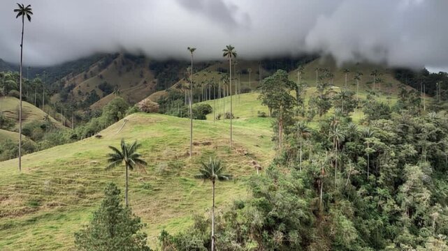 Cocora Valley Giant Quindio Wax Palms Towering above Mountain Hillsides in Salento, Colombia. Time Lapse. Establishing Shot.