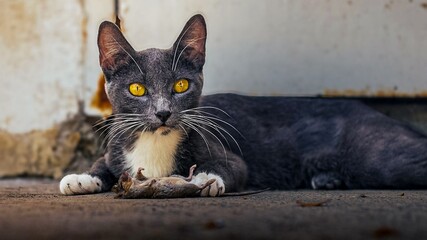 gatito gato felino y su presa © JoseLuis