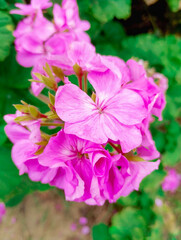 flor rosada, colorida © JoseLuis