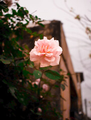 rosa rosada © JoseLuis