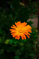 flor de color naranja anaranjado © JoseLuis
