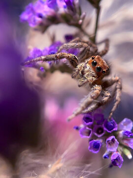 ara&ntilde;a spider peque&ntilde;a