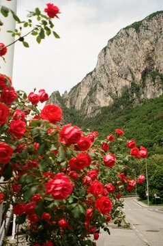 Red Roses Framing Alpine Mountain Road in Italy