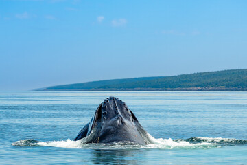 A humpback whale lifts its massive head out of the Atlantic Ocean off Brier Island, Nova Scotia. Water splashes as the wooded coastline lies in the background © Margitta