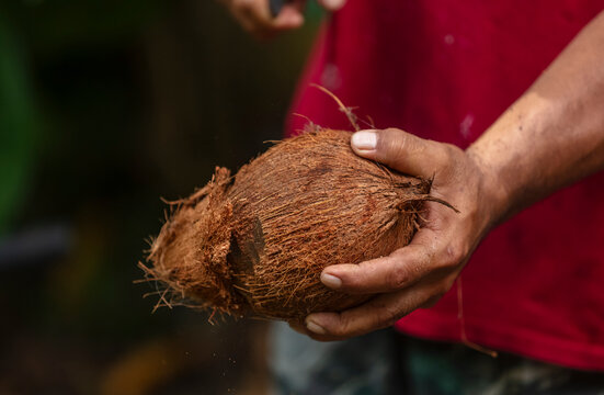 couper la noix e coco avec la machette