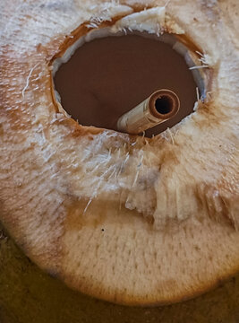 Un coco &agrave; boire avec sa paille