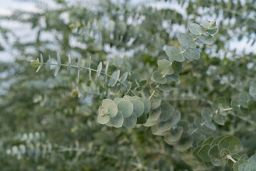 Round silver dollar eucalyptus leaves on a slender branch © kt