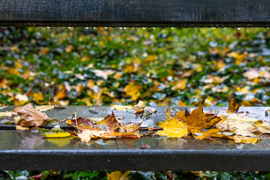 Wet autumn leaves on a wooden park bench after rain.
