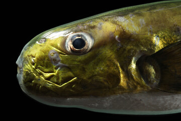Cheeseman's Puffer (Lagocephalus cheesemanii) fish face close up © Pavaphon